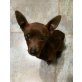 Chihuahua-Mix-Hündin TAS - Hündin