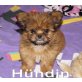 Chihuahua Mix Hündin in rot darf umziehen Welpen - Hündin