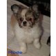 Chihuahua Mix Welpe kleinbleibend sucht dich Welpen - Rüde