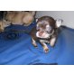 Chihuahua Mix Welpen - Hündin