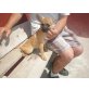 Chihuahua-Mix Welpen - Hündin