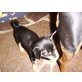 Chihuahua Mix Welpen - Rüde