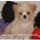 Chihuahua Mix Welpen dürfen ausziehen Welpen - Rüde