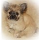 Chihuahua Mix Welpen sehr kleinbleibend Welpen - Rüde