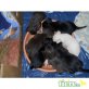 Chihuahua Mix welpen Welpen - Hündin