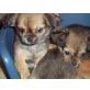 Chihuahua-Peki Welpen - Hündin