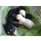 Chihuahua-Pekinesen Mix Welpen - Hündin