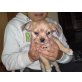 Chihuahua-Pinscher - Hündin
