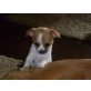 Chihuahua/Pinscher Mix - Hündin