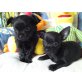 Chihuahua-Rüde, Chihuahua kurzhaariger Schlag Welpen - Rüde