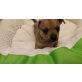 Chihuahua/Russischer Toy Terrier Welpen - Rüde