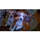 Chihuahua Schopfhund mix Welpen - Hündin