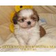Chihuahua Shih Tzu Mix Mädchen Welpen - Hündin