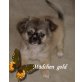 Chihuahua/Shih Tzu Mix Welpen Welpen - Hündin