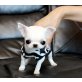 Chihuahua Welpen Kurzhaar Mini, Chihuahua kurzhaariger Schlag - Hündin