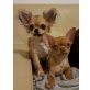 Chihuahua Welpen - Rüde