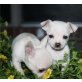 Chihuahua Welpen gesund, Chihuahua kurzhaariger Schlag - Rüde