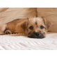 Chihuahua, York Shire, Shi Tzu  Welpen - Rüde