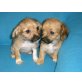 Chihuahua - Yorki Welpen - Hündin
