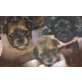 Chihuahua/ Yorki Welpen - Hündin