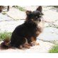 Chihuahua Zuchtauflösung, Chihuahua langhaariger Schlag - Hündin