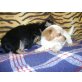 Chihuahua - kleine Mix Welpen - Rüde