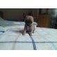Chihuahua kurzhaar Hündin, Chihuahua kurzhaariger Schlag Welpen - Hündin