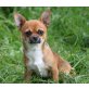 Chihuahua kurzhaariger Schlag - Hündin