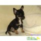 Chihuahua kurzhaariger Schlag - Hündin