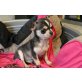 Chihuahua kurzhaariger Schlag - Hündin