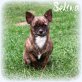 Chihuahua kurzhaariger Schlag - Hündin