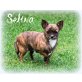 Chihuahua kurzhaariger Schlag - Hündin