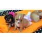 Chihuahua kurzhaariger Schlag - Hündin