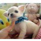 Chihuahua kurzhaariger Schlag - Hündin