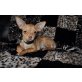 Chihuahua kurzhaariger Schlag - Hündin