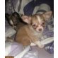 Chihuahua kurzhaariger Schlag - Hündin