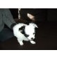 Chihuahua kurzhaariger Schlag - Hündin