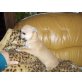 Chihuahua kurzhaariger Schlag - Hündin