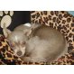 Chihuahua kurzhaariger Schlag - Hündin