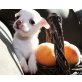 Chihuahua kurzhaariger Schlag - Hündin