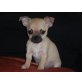 Chihuahua kurzhaariger Schlag - Hündin