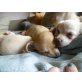 Chihuahua kurzhaariger Schlag - Hündin