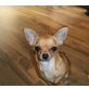 Chihuahua kurzhaariger Schlag - Hündin