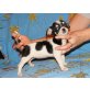 Chihuahua kurzhaariger Schlag - Hündin