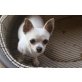 Chihuahua kurzhaariger Schlag - Hündin