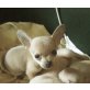 Chihuahua kurzhaariger Schlag - Hündin