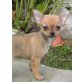 Chihuahua kurzhaariger Schlag - Hündin