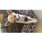 Chihuahua kurzhaariger Schlag - Hündin
