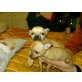 Chihuahua kurzhaariger Schlag - Hündin