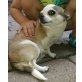 Chihuahua kurzhaariger Schlag - Hündin